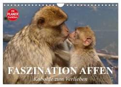 Cover-Bild zum Titel 'Faszination Affen. Kobolde zum Verlieben (Wandkalender 2026 DIN A4 quer), CALVENDO Monatskalender' von 'Elisabeth Stanzer'
