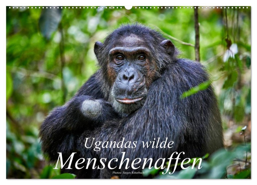 Ugandas wilde Menschenaffen (Wandkalender 2025 DIN A2 quer), CALVENDO Monatskalender - Jürgen Ritterbach