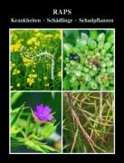 Cover-Bild zum Titel 'Raps' von 'Volker H. Paul'