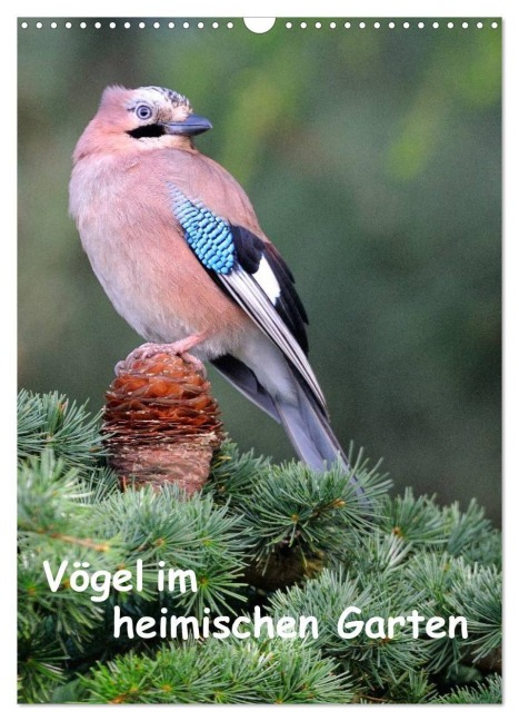 Vögel im heimischen Garten (Wandkalender 2027 DIN A3 hoch), CALVENDO Monatskalender - Dieter Wilczek