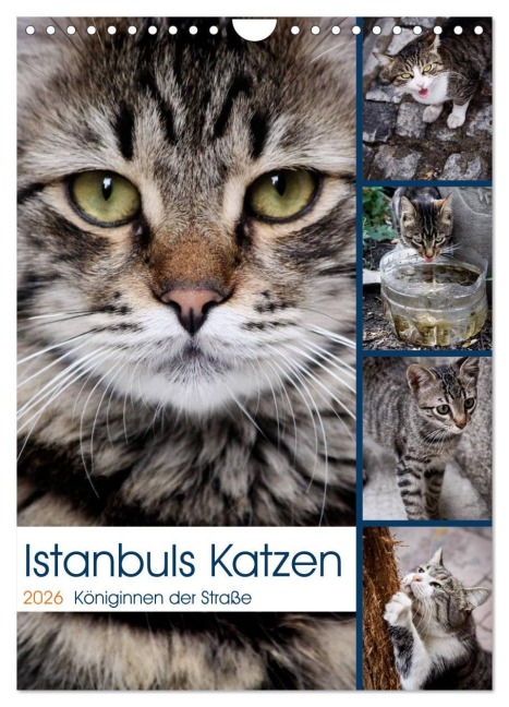 Istanbuls Katzen (Wandkalender 2026 DIN A4 hoch), CALVENDO Monatskalender - Harald Wagener