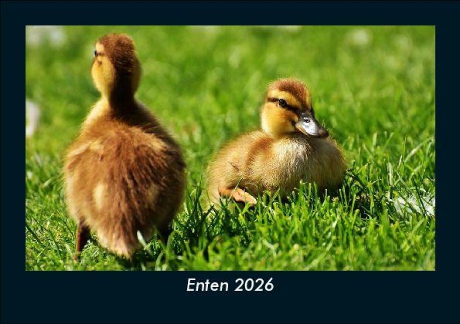 Enten 2026 Fotokalender DIN A5 - Tobias Becker