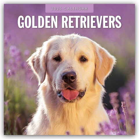 Golden Retrievers - Golden Retriever 2025 - 16-Monatskalender - 