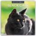 Black Cats - Schwarze Katzen 2025 - 16-Monatskalender - 