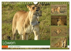 Cover-Bild zum Titel 'Löwen - gross und klein (Wandkalender 2026 DIN A4 quer), CALVENDO Monatskalender' von 'Susan Michel'