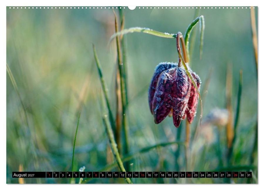 InsideView 12