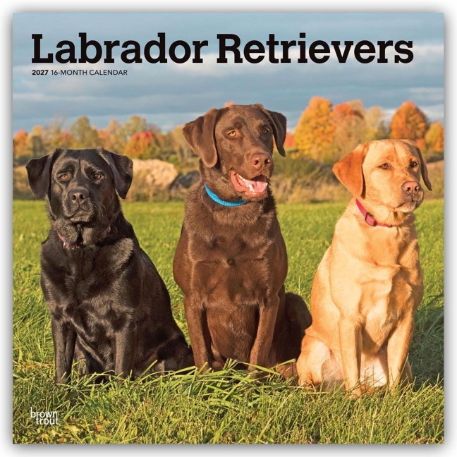 Labrador Retrievers - Labrador Retriever 2027 - 16-Monatskalender - Browntrout Publishers