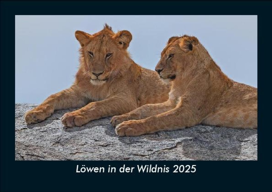 Löwen in der Wildnis 2025 Fotokalender DIN A5 - Tobias Becker