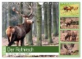 Der Rothirsch - Der König in unseren Wäldern (Wandkalender 2025 DIN A4 quer), CALVENDO Monatskalender - Arno Klatt