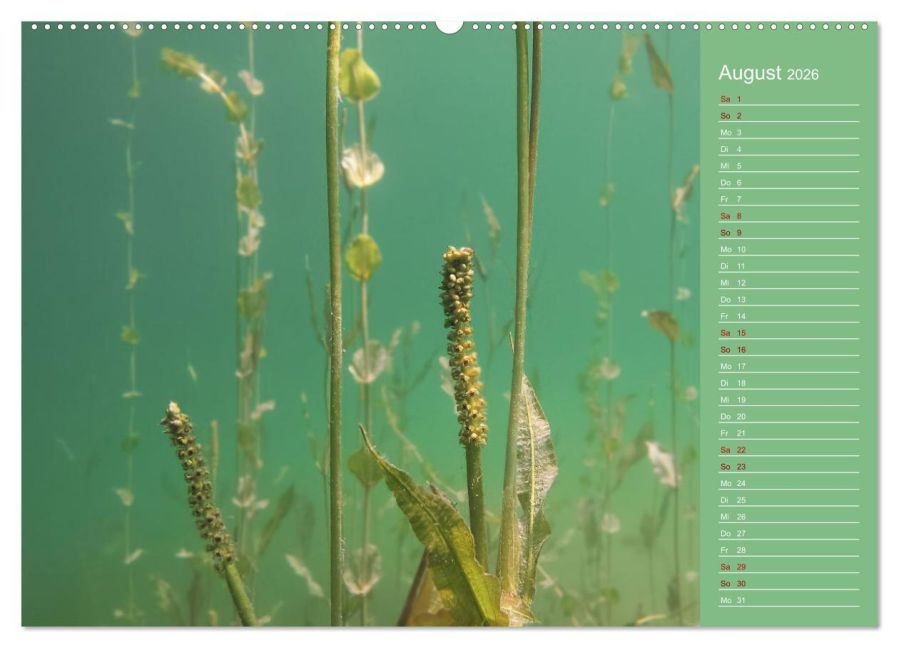 InsideView 12