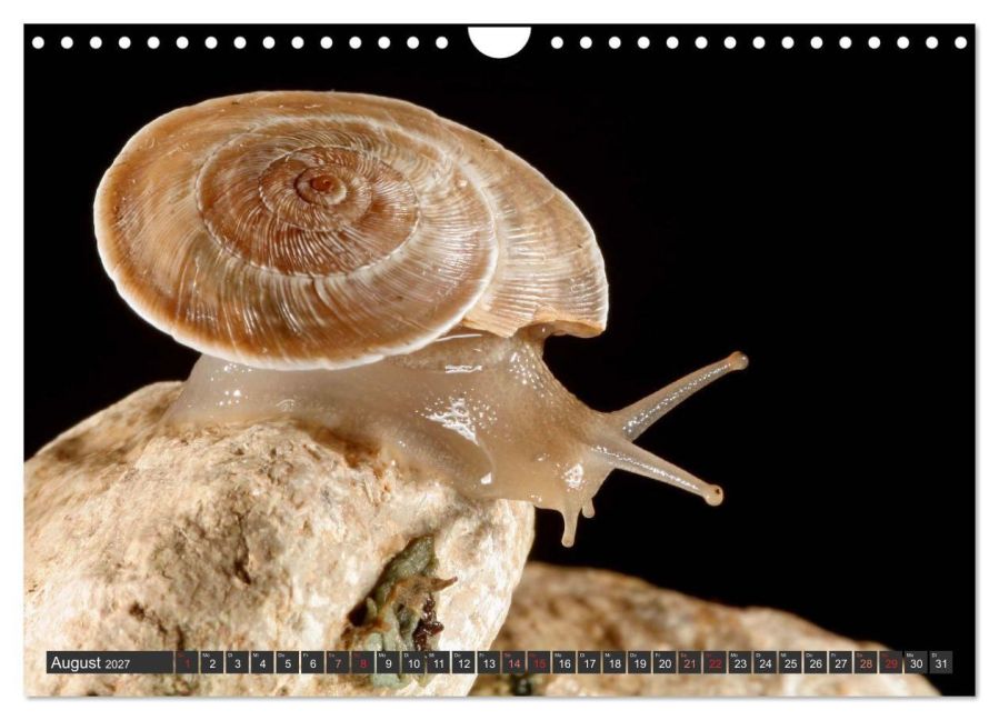 InsideView 13