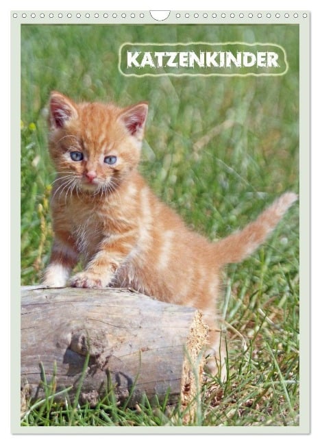 Katzenkinder (Wandkalender 2024 DIN A3 hoch), CALVENDO Monatskalender - Barbara Mielewczyk