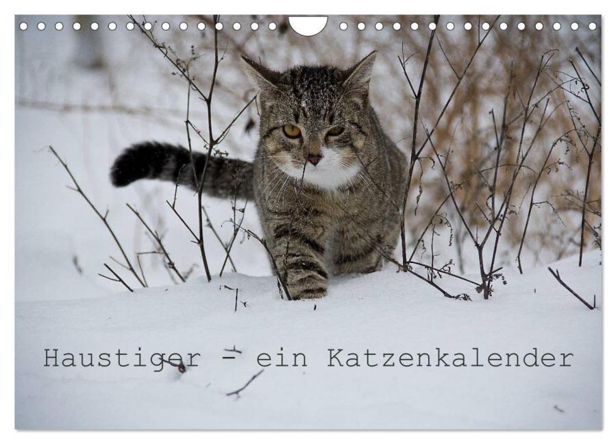Haustiger - Ein Katzenkalender (Wandkalender 2026 DIN A4 quer), CALVENDO Monatskalender - J. Becker
