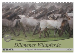 Cover-Bild zum Titel 'Dülmener Wildpferde - Wildpferde im Meerfelder Bruch (Wandkalender 2026 DIN A3 quer), CALVENDO Monatskalender' von 'B. Mielewczyk'