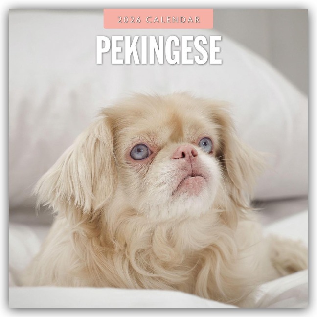 Pekingese - Pekinese - Peking Palasthund 2026 - 16-Monatskalender - Robin Red
