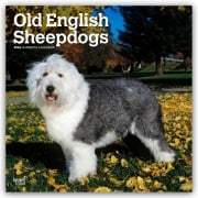 Old English Sheepdog - Bobtail - Altenglischer Schäferhund 2026 - 16-Monatskalender - Browntrout Publishers