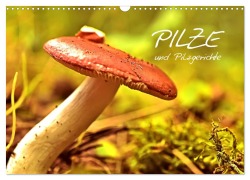 Cover-Bild zum Titel 'Pilze und Pilzgerichte (Wandkalender 2026 DIN A3 quer), CALVENDO Monatskalender' von 'Elisabeth Stanzer'