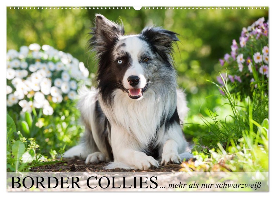 Border Collies - nicht nur schwarzweiß (Wandkalender 2026 DIN A2 quer), CALVENDO Monatskalender - Judith Kiener - DoraZett