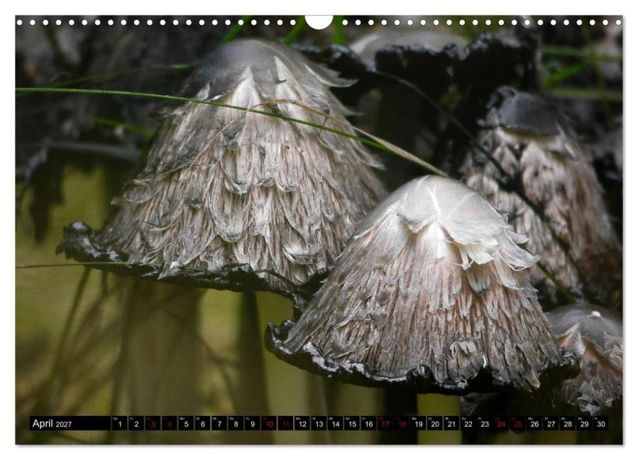 InsideView 9
