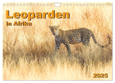 Leoparden in Afrika (Wandkalender 2025 DIN A4 quer), CALVENDO Monatskalender - Gerd-Uwe Neukamp