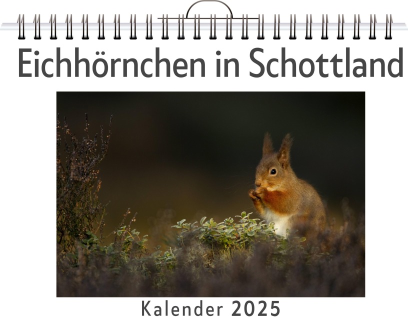 Eichhörnchen in Schottland - Lina Neumann