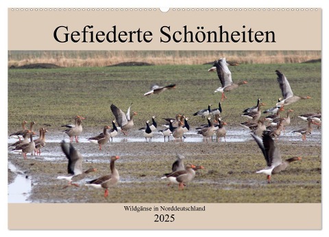 Gefiederte Schönheiten - Wildgänse in Norddeutschland (Wandkalender 2025 DIN A2 quer), CALVENDO Monatskalender - Rolf Pötsch