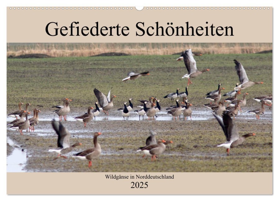 Gefiederte Schönheiten - Wildgänse in Norddeutschland (Wandkalender 2025 DIN A2 quer), CALVENDO Monatskalender - Rolf Pötsch