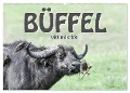 Büffel - wild und schön (Wandkalender 2024 DIN A2 quer), CALVENDO Monatskalender - Robert Styppa