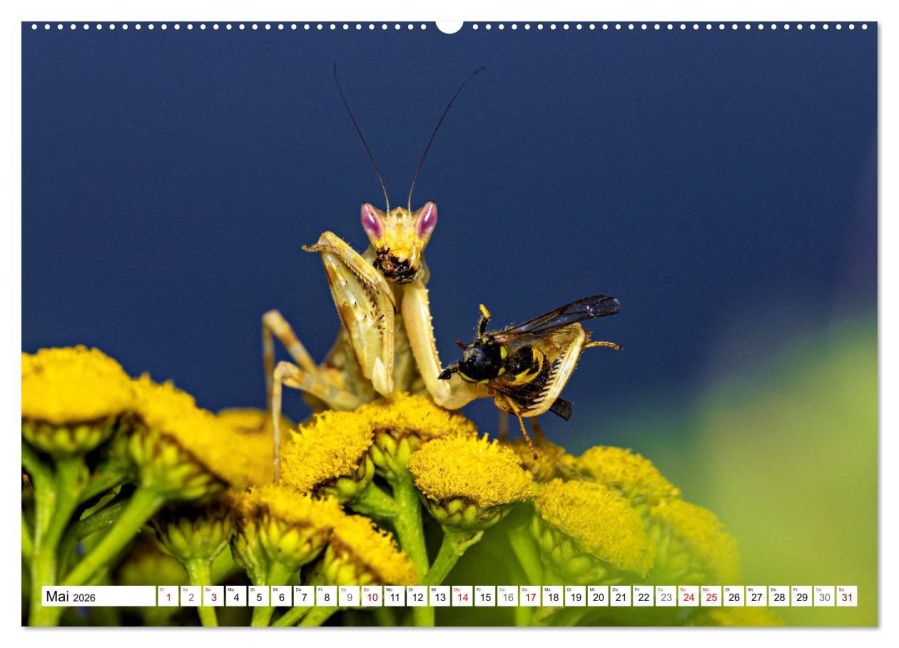 InsideView 10
