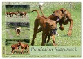 Rhodesian Ridgeback - Halbstarke außer Rand und Band (Wandkalender 2024 DIN A4 quer), CALVENDO Monatskalender - Birgit Bodsch