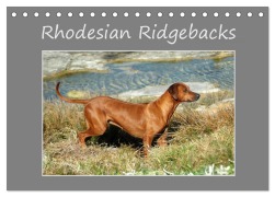 Cover-Bild zum Titel 'Rhodesian Ridgebacks (Tischkalender 2026 DIN A5 quer), CALVENDO Monatskalender' von 'Anke van Wyk - www. germanpix. net'