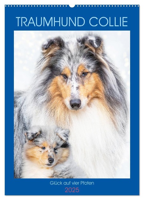 Traumhund Collie - Glück auf vier Pfoten (Wandkalender 2025 DIN A2 hoch), CALVENDO Monatskalender - Sigrid Starick