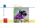 Cover-Bild zum Titel 'Die Bienen' von 'Teresa Zabori'