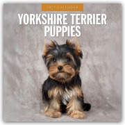 Cover-Bild zum Titel 'Yorkshire Terrier Puppies - Yorkshire Terrier Hundewelpen 2027 - 16-Monatskalender' von 'Robin Red'