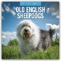 Old English Sheepdogs - Bobtail 2025 - 16-Monatskalender - 