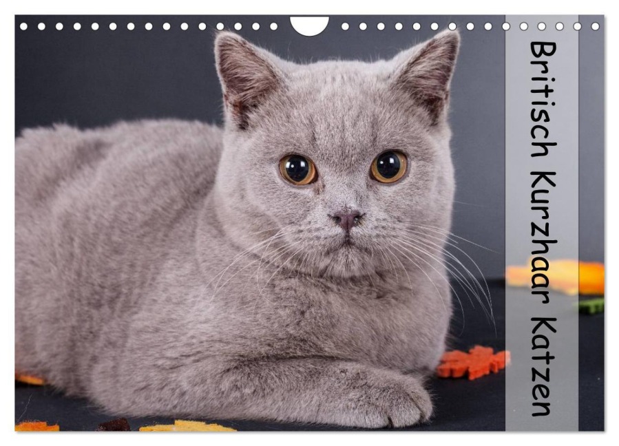 Britisch Kurzhaar Katzen (Wandkalender 2026 DIN A4 quer), CALVENDO Monatskalender - Gabriela Wejat-Zaretzke