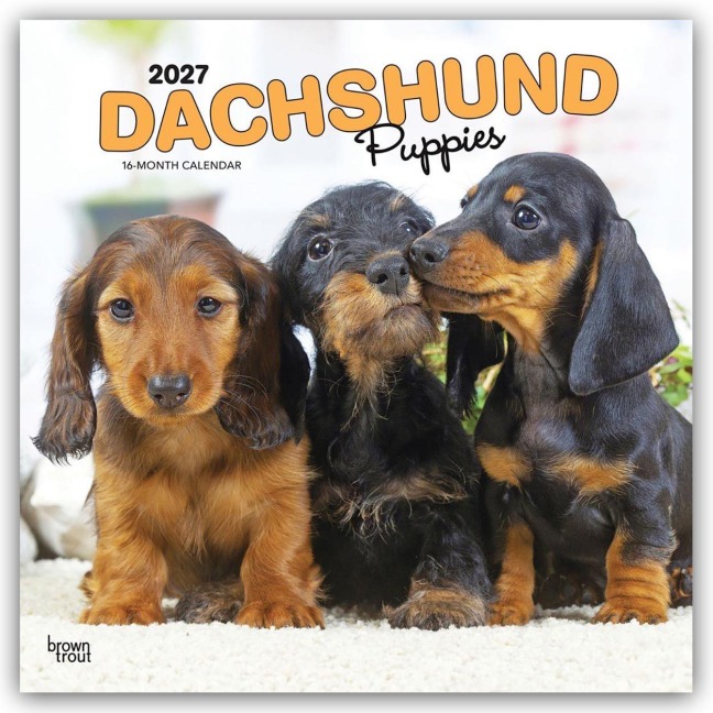 Dachshund Puppies - Dackel Welpen 2027 - 16-Monatskalender - Browntrout Publishers