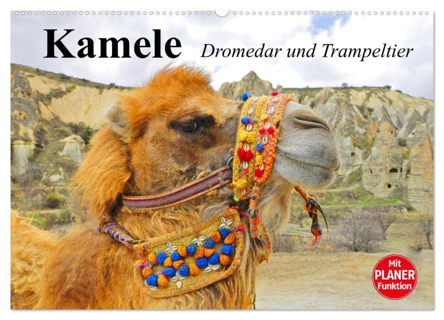 Kamele. Dromedar und Trampeltier (Wandkalender 2025 DIN A2 quer), CALVENDO Monatskalender - Elisabeth Stanzer