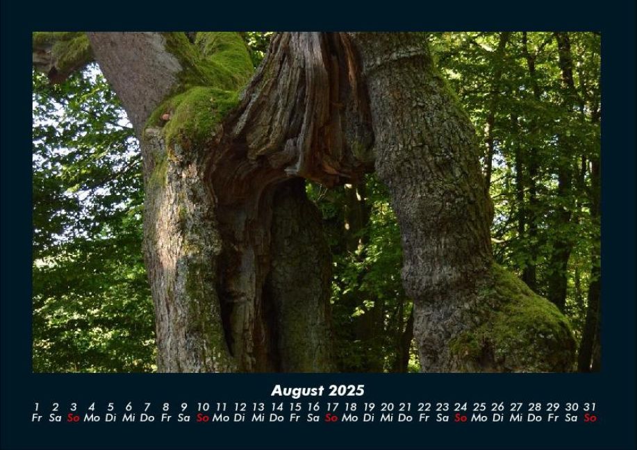 InsideView 12