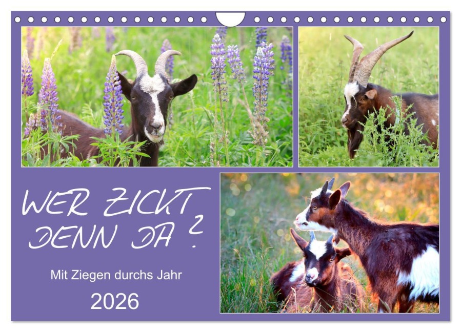 Wer zickt denn da? Mit Ziegen durchs Jahr (Wandkalender 2026 DIN A4 quer), CALVENDO Monatskalender - Sabine Löwer
