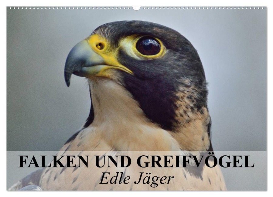 Falken und Greifvögel. Edle Jäger (Wandkalender 2026 DIN A2 quer), CALVENDO Monatskalender - Elisabeth Stanzer