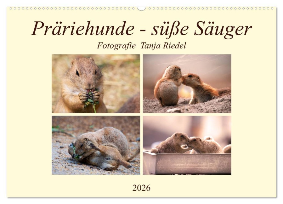 Präriehunde - süße Säuger (Wandkalender 2026 DIN A2 quer), CALVENDO Monatskalender - Tanja Riedel