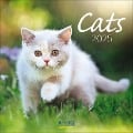 Cats 2025 - 