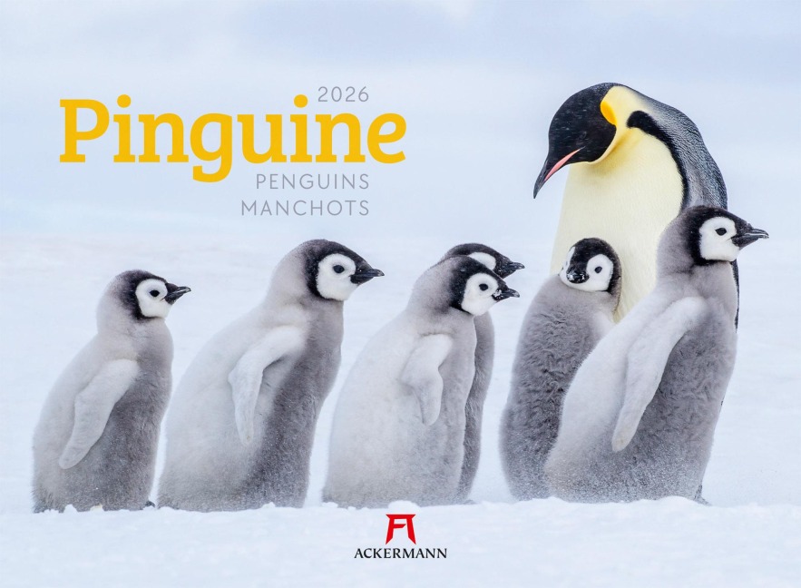 Pinguine Kalender 2026 - Ackermann Kunstverlag GmbH