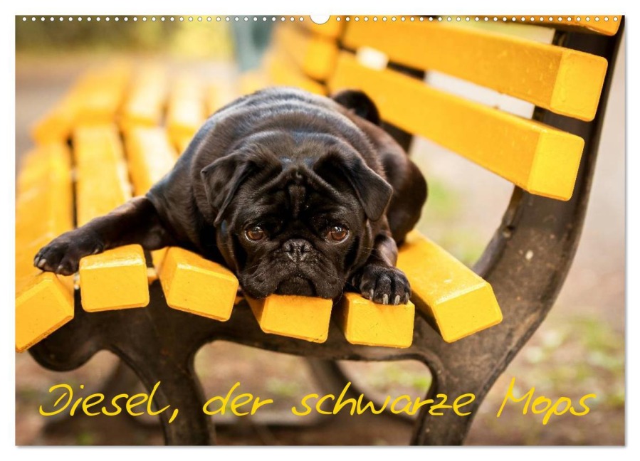 Diesel, der schwarze Mops (Wandkalender 2026 DIN A2 quer), CALVENDO Monatskalender - FotosVonMaja FotosVonMaja