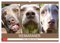 Weimaraner. Edel, elegant und klug (Wandkalender 2026 DIN A2 quer), CALVENDO Monatskalender - Rose Hurley