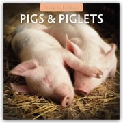 Pigs & Piglets - Schweine & Ferkel 2026 - 16-Monatskalender - Robin Red