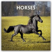 Cover-Bild zum Titel 'Horses - Pferde 2027 - 16-Monatskalender' von 'Robin Red'