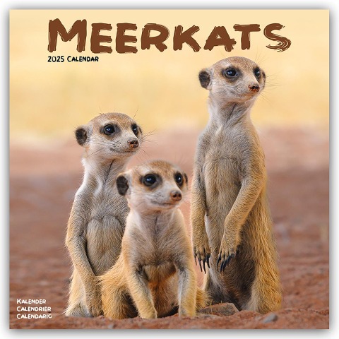 Meerkats - Erdmännchen 2025 - 16-Monatskalender - Avonside Publishing Ltd