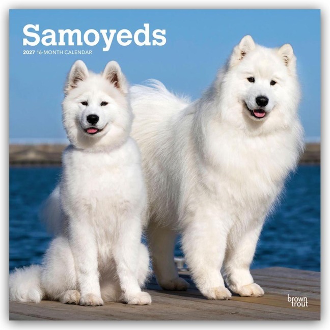 Samoyeds - Samojede 2027 - 16-Monatskalender - Browntrout Publishers